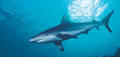 sharks