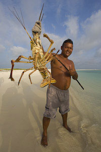 Lobster, Tortuga