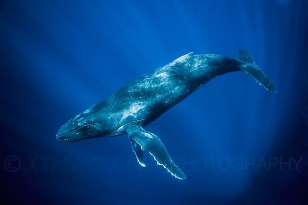 Madagascar humpback whales