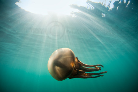 Sumba Jellyfish