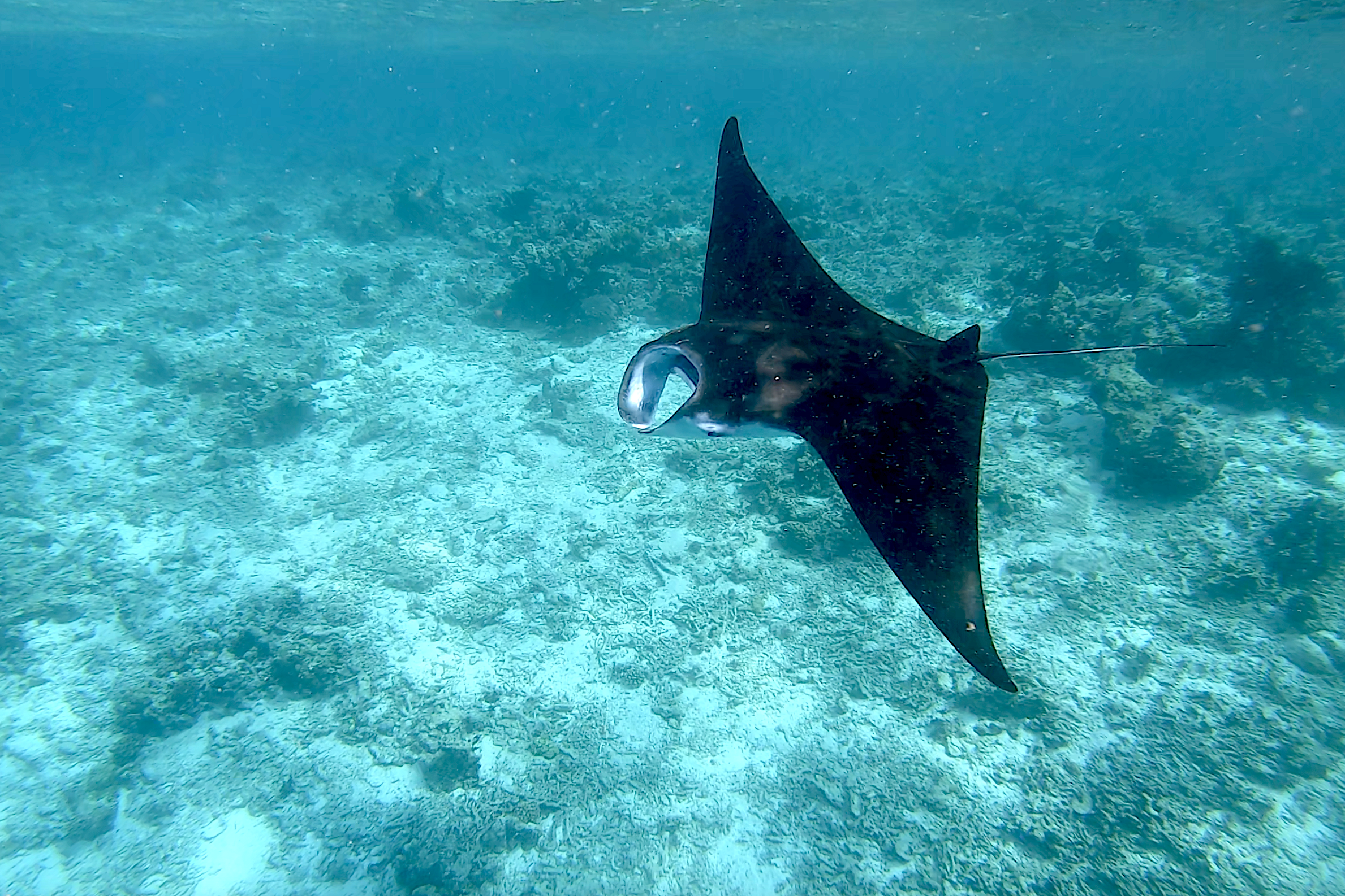 Screen-Shot-2021-09-10-at-12.44.04-PM